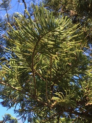 Araucaria heterophylla