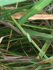 Draeculacephala antica