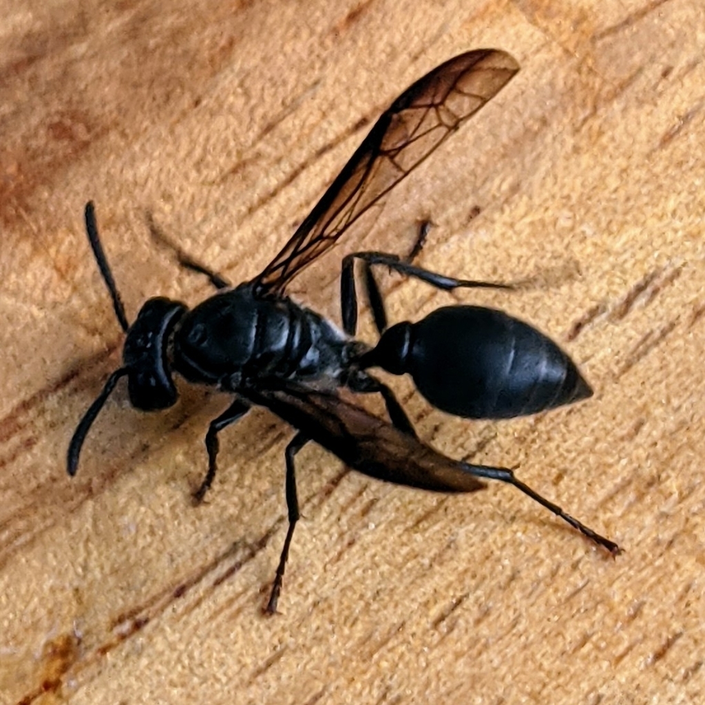 Fierce black polybia wasp