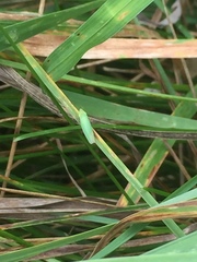 Draeculacephala antica