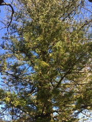 Araucaria heterophylla