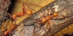 Eciton hamatum