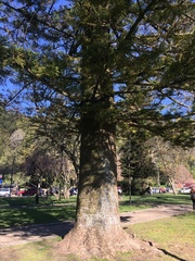 Araucaria heterophylla