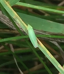 Draeculacephala antica