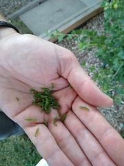 Pristiphora appendiculata