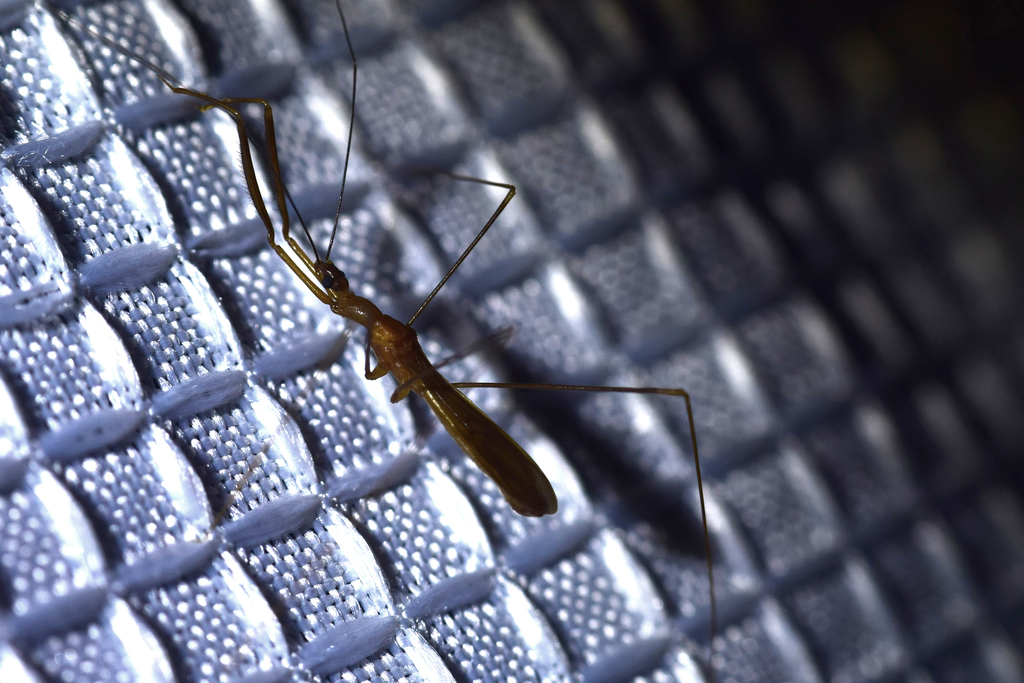 Phasmatocoris labyrinthicus