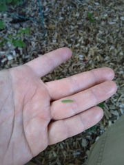 Pristiphora appendiculata