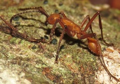 Eciton hamatum