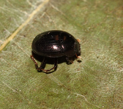 Pseudocanthon perplexus