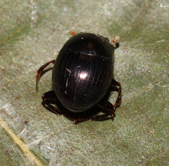 Pseudocanthon perplexus