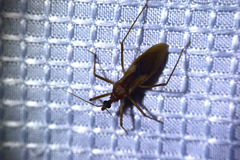 Zeluroides americanus