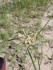 Asclepias engelmanniana