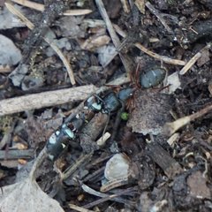 Camponotus herculeanus