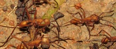 Eciton hamatum