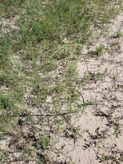 Asclepias engelmanniana