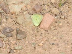 Colias interior image