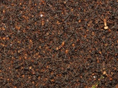 Eciton burchellii