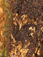 Eciton burchellii