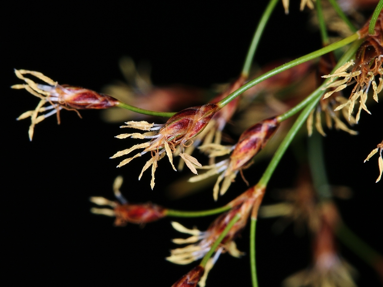 Bulbostylis