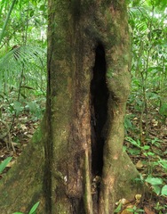 Eciton burchellii