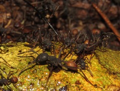 Eciton burchellii