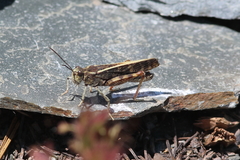 Cratypedes lateritius