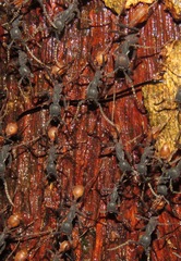Eciton burchellii
