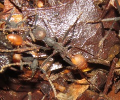 Eciton burchellii