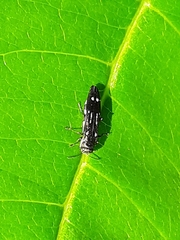Agrilus obsoletoguttatus