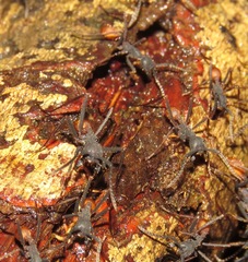 Eciton burchellii