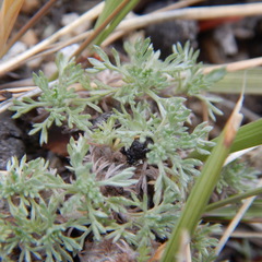 Artemisia hyperborea
