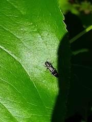 Agrilus obsoletoguttatus