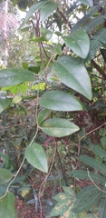 Cyclea barbata