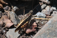 Cratypedes lateritius