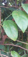 Cyclea barbata