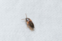 Hallomenus scapularis