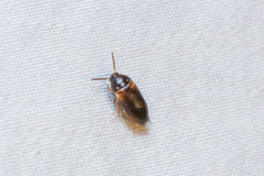 Hallomenus scapularis