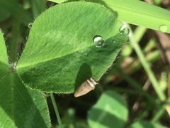 Aphrodes bicinctus