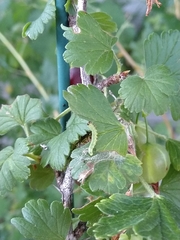 Pristiphora appendiculata