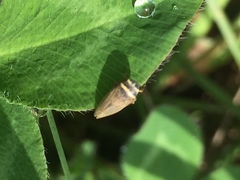 Aphrodes bicinctus