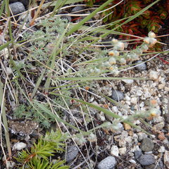 Artemisia hyperborea