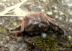 Gecarcinucidae