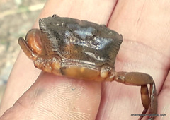 Gecarcinucidae