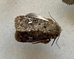 Properigea albimacula