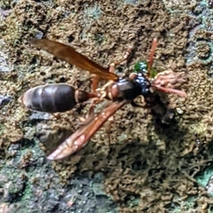 Angiopolybia paraensis