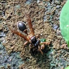 Angiopolybia paraensis
