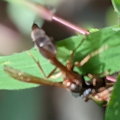 Angiopolybia paraensis