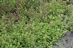 Nasturtium microphyllum