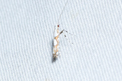 Acrocercops albinatella