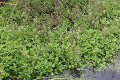 Nasturtium microphyllum